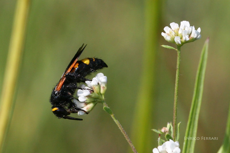 Imenottero da identificare: Scolia fuciformis